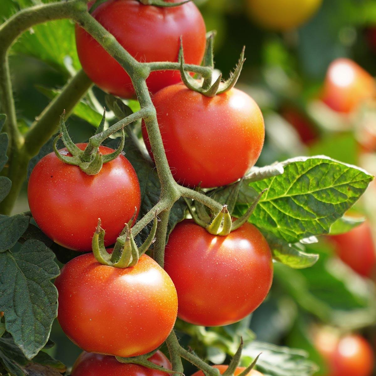 Tomato Halo Plant Watering Ring Halos Pot Grow Bag Tray Garden Tomatoes  Beans | eBay